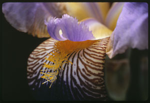 Scanned image of purple iris