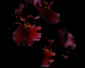 Image of dark iris