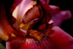 Image of red iris