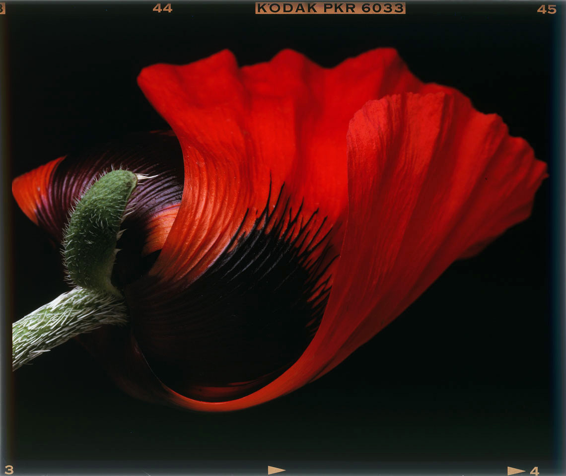 Image of red poppy on Kodachrome film