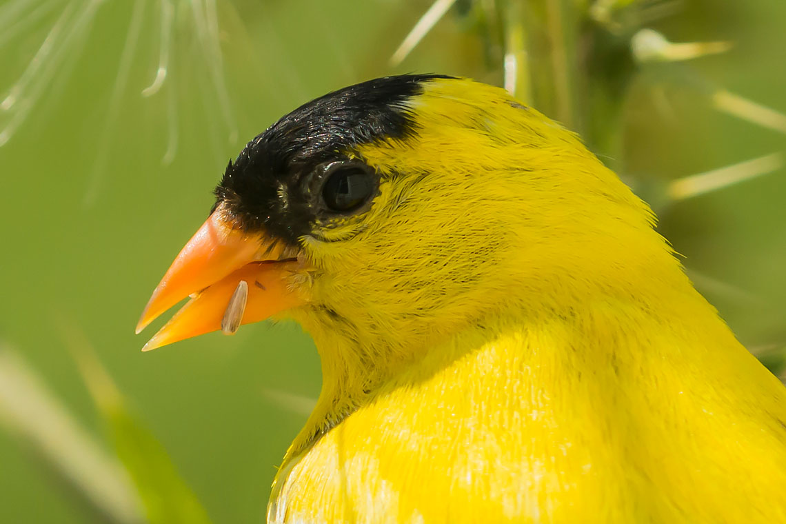 Goldfinch-Closeup