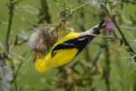 Goldfinch-Inverted
