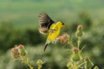 Goldfinch-Landing