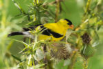 Goldfinch-Perched