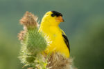 Goldfinch-Thistle